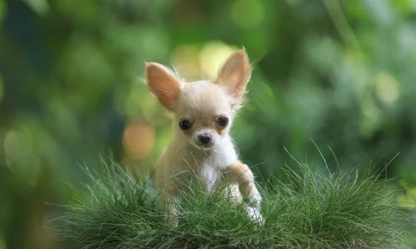 Chihuahua Cachorro Perro Pequeño Naturaleza — Foto de Stock