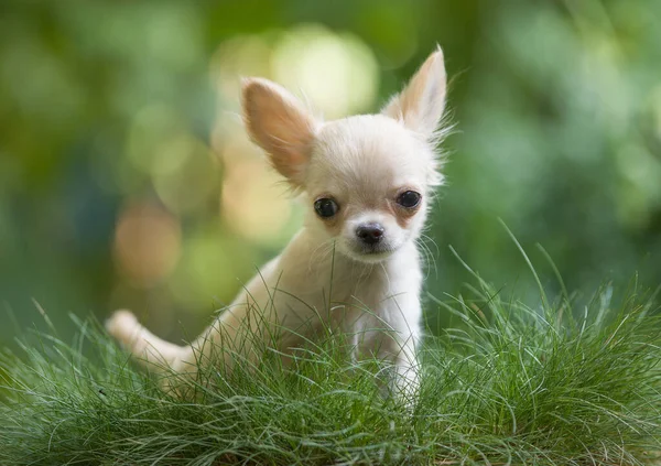 Chihuahua Puppy Kleine Hond Natuur — Stockfoto