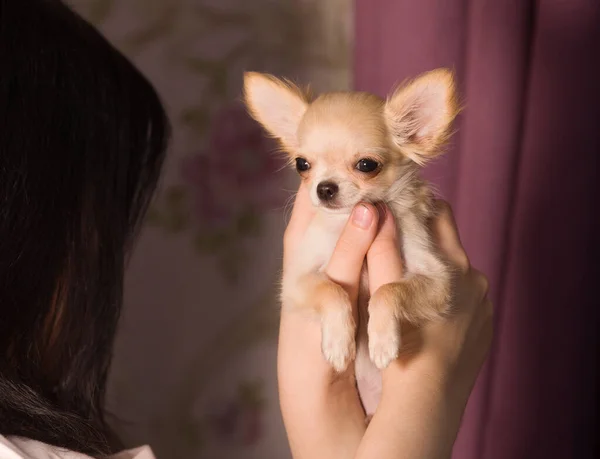 Chihuahua Een Kleine Hond Handen Van Een Meisje — Stockfoto