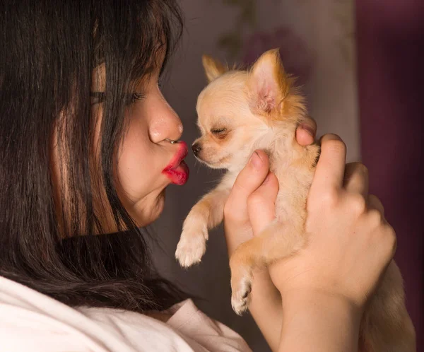 chihuahua, a small dog in the hands of a girl