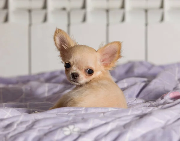 奇瓦瓦 床上的小狗 — 图库照片
