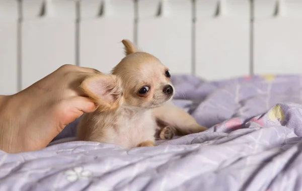Chihuahua Yatakta Küçük Bir Köpek — Stok fotoğraf