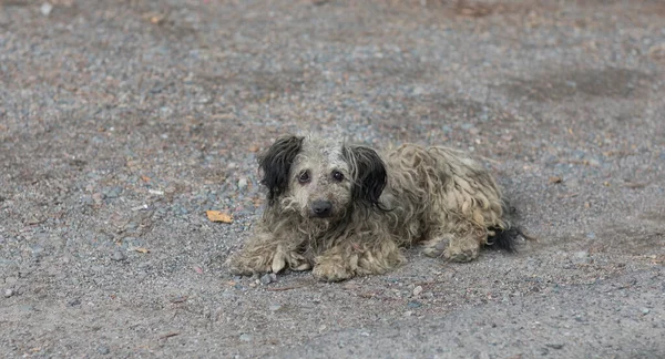 old dirty stray dog on the street