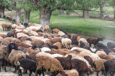 Yeşil bir çayırda otlayan renkli koyun sürüsü.