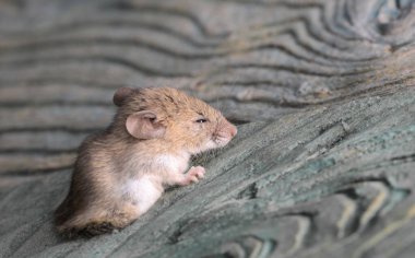 Ahşap zeminde bir delikte fare