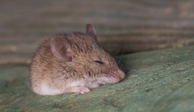 Ahşap zeminde bir delikte fare