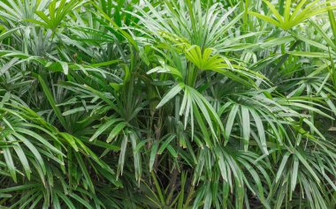 Tropik yaz otelinde egzotik palmiyeler