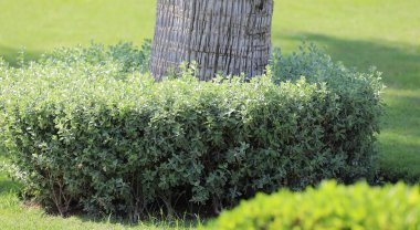 Güneşli bir yaz gününde süslenmiş ağaçlar.