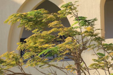 Güneşli bir yaz gününde süslenmiş ağaçlar.