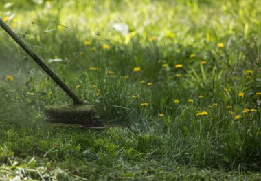 Çim biçme makinesi çimleri biçiyor.