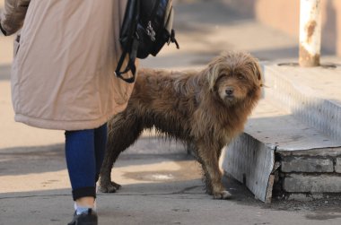 Açık havada yaşlı, kirli, kahverengi bir köpek.