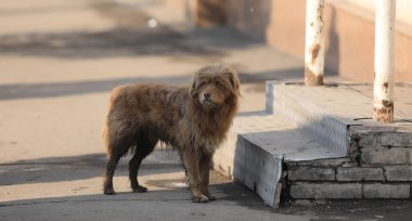 Açık havada yaşlı, kirli, kahverengi bir köpek.