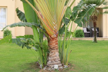 Tropik yaz otelinde egzotik palmiyeler