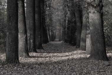 Ormanın karanlık sokaklarında