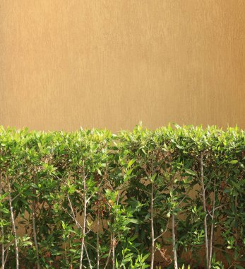 Sarı duvarlı arka plan ve yoğun büyüyen yeşil çalılar