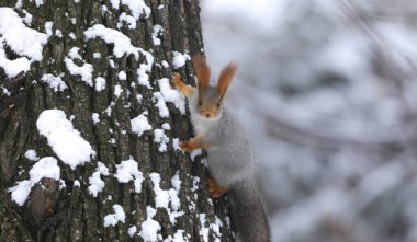 Karlı bir ağaçtaki sincap