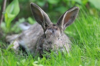 Çimlerde kahverengi tavşan