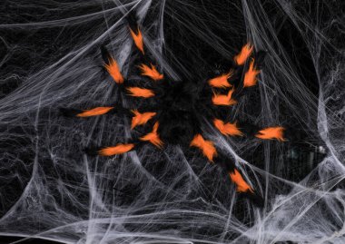Siyah arka planda beyaz örümcek ağındaki büyük örümcekle korkunç cadılar bayramı arkaplanı.