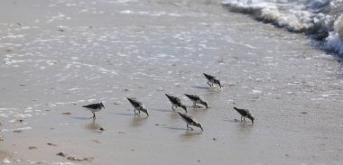 Sahilde kuş sürüsü