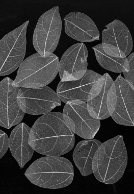 Renkli mavi çiçek yapraklarının şeffaf arkaplan dokusu