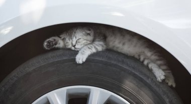 Yavru kedi araba lastiğinin üzerinde uyuyor.