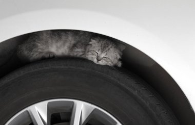 Yavru kedi araba lastiğinin üzerinde uyuyor.