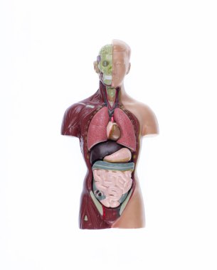 Beyaz arka planda izole edilmiş anatomik insan vücudu modeli