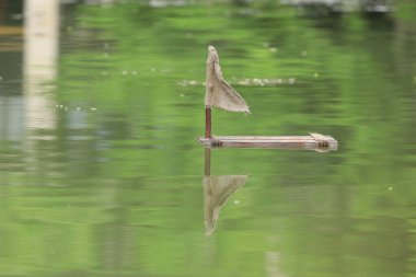 Suda yüzen eski ahşap bir sal