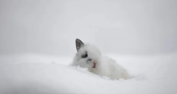 雪中的白兔 — 图库照片