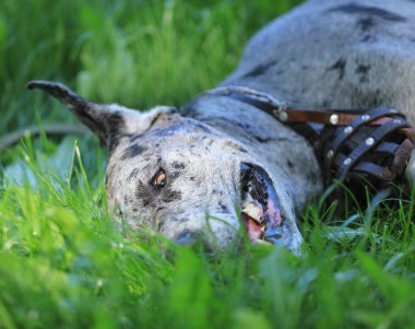 Köpek mastifi yeşil çimlerde dinleniyor.