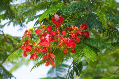 Güzel kırmızı çiçek Delonix yeşil yapraklı