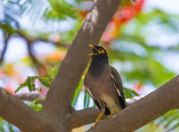 small exotic bird on the branches with flowers