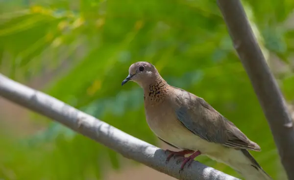 small exotic bird on the branches with flowers