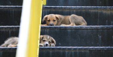 Küçük evsiz köpek merdivenlerde