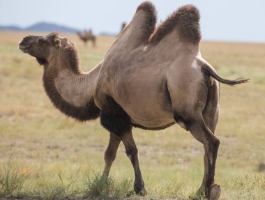 İki hörgüçlü deve, doğada Bactrian, Kazakistan