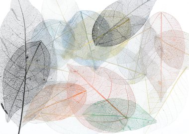 makro renkli iskelet ve yaprak damarları