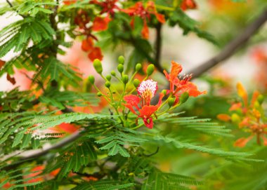 kırmızı güzel çiçekler delonix