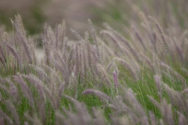 stock image Ears of green plants in the wind in the field.Wild wheat spikelets in field