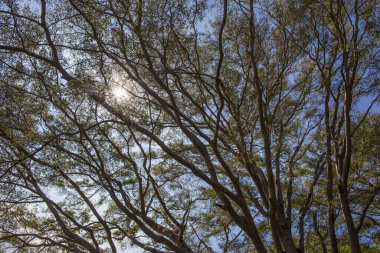 Tropik Palmiye Ormanı