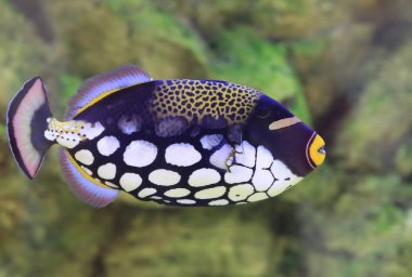 Güzel akvaryum balık yakın çekim