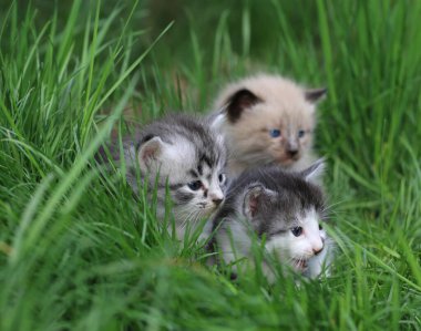 Üç evsiz küçük kedi yavrusu