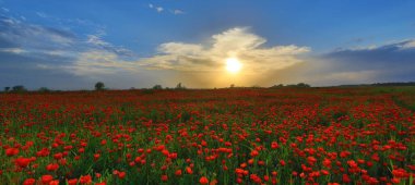 Kırmızı haşhaş ile yeşil alan