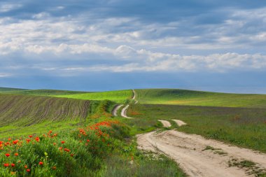Güneşli bir günde gelinciklerle yeşil bir tarlada yol