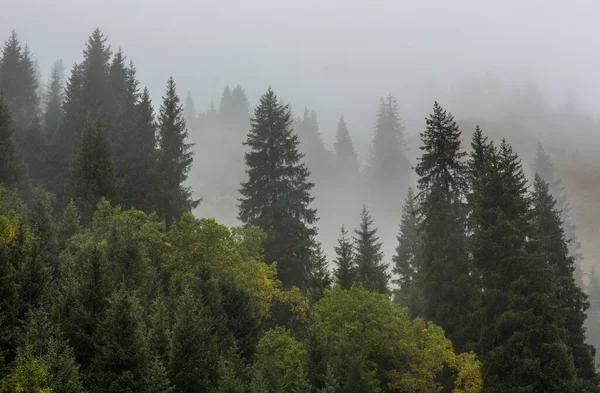 Fog in the mountains, pine trees in the mountains