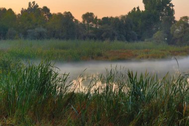 Sis, sazlıklarla dolu bir gölün üzerinde.