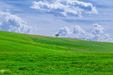 Gelincikli yeşil alan ve arkaplan bulutlu gökyüzü