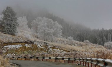 Dağlarda sis, dağlarda çam ağaçları