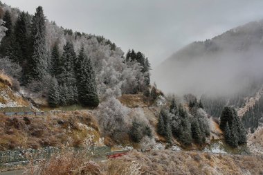 Dağlarda sis, dağlarda çam ağaçları