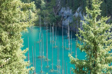 Kazakistan 'da batık ormanlı eşsiz bir dağ gölü olan Kaindy.