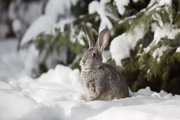 bunny ears in snow